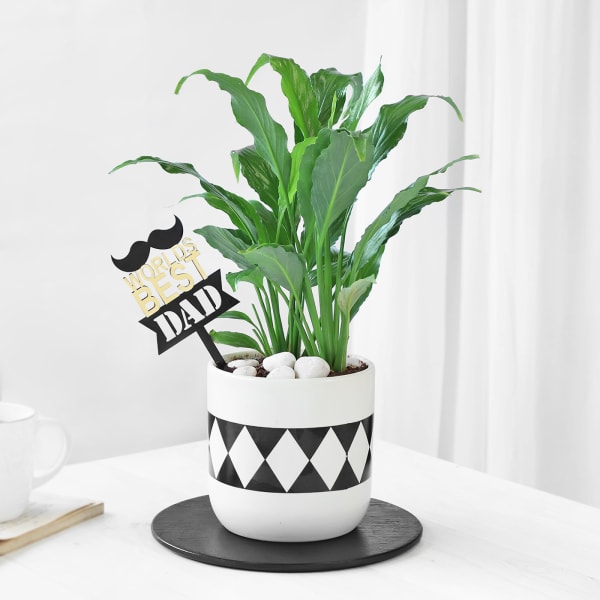 Peace Lilly Plant In A Ceramic Planter For The Best Dad