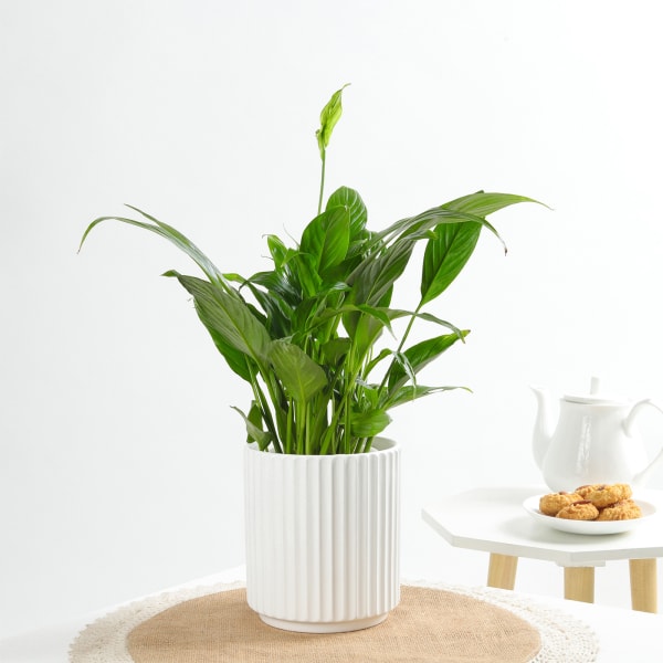 Peace Lily In A Minimalist White Planter