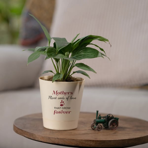 Peace Lily Plant For Mom - Small