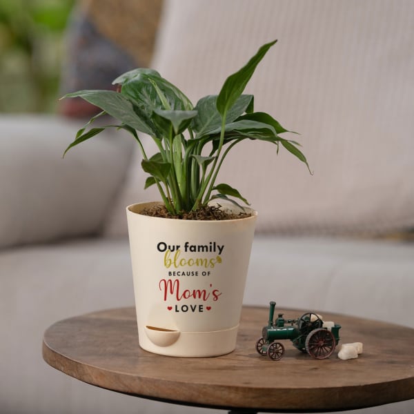 Peace Lily Plant For Mother - Small