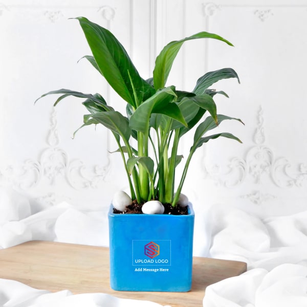 Peace Lily Plant In Blue Ceramic Planter - Customized With Logo And Message
