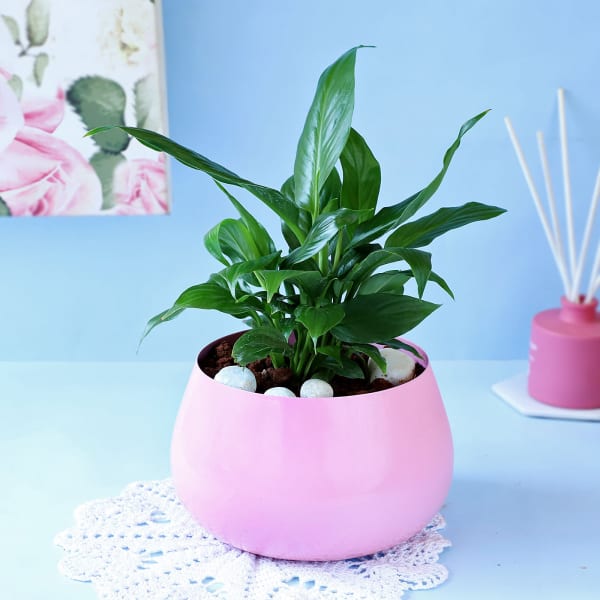 Peace Lily Plant in Cute Planter