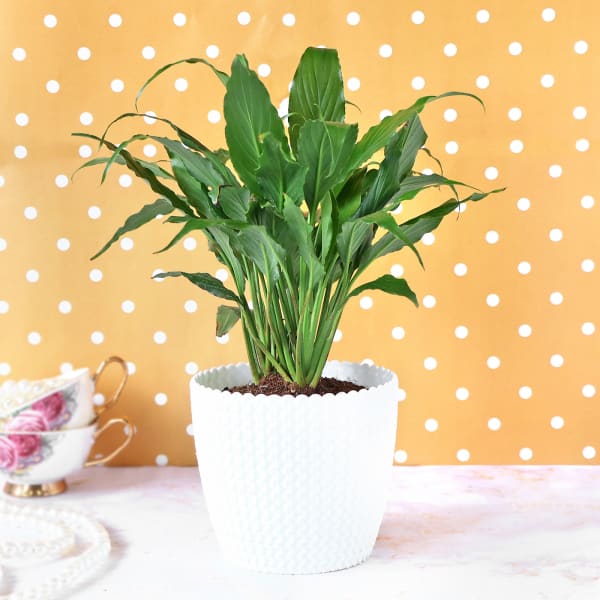 Peace Lily Plant in Plastic Planter