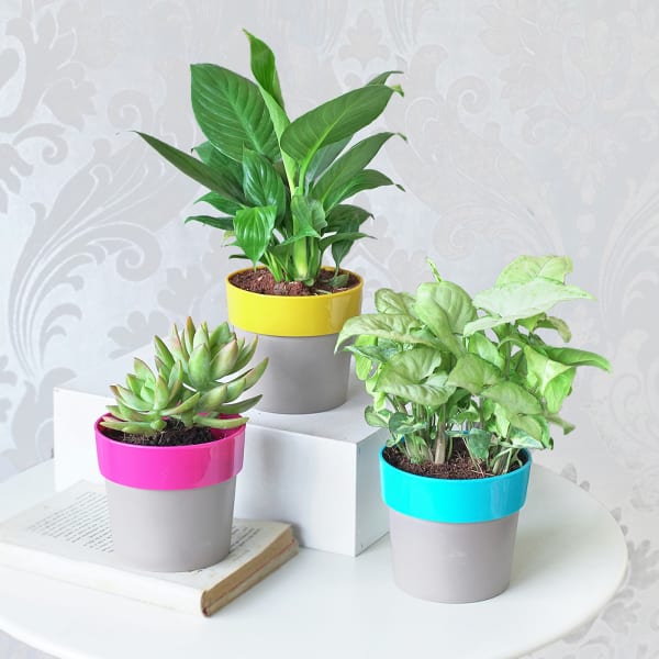 Peace Lily With Syngonium And Succulent In Planters (Set of 3)