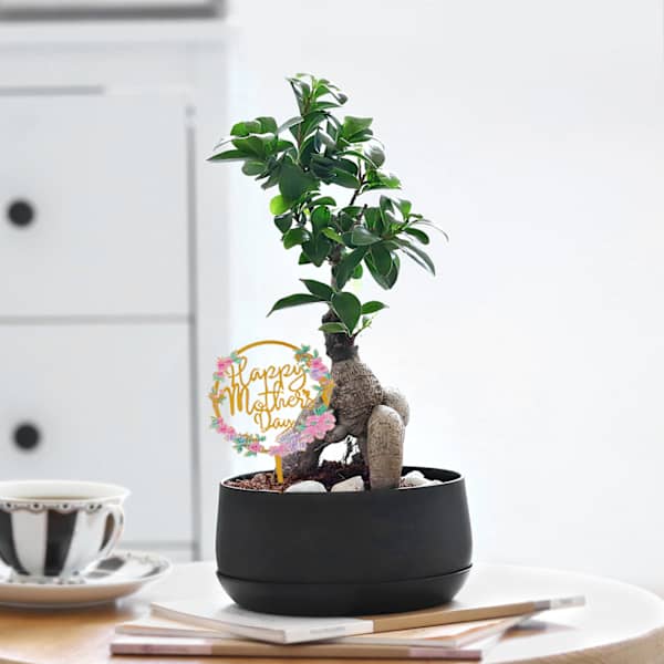 Peaceful Mother's Day Bonsai Plant