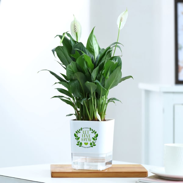 Peacelily Plant With Self-Watering Planter