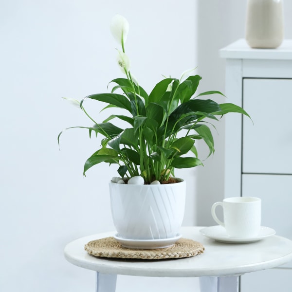 Peacelily Plant With White Planter And Plate