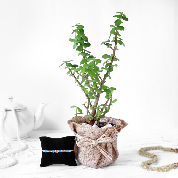 Pearl Rakhi with Jade Plant in Jute Wrapping