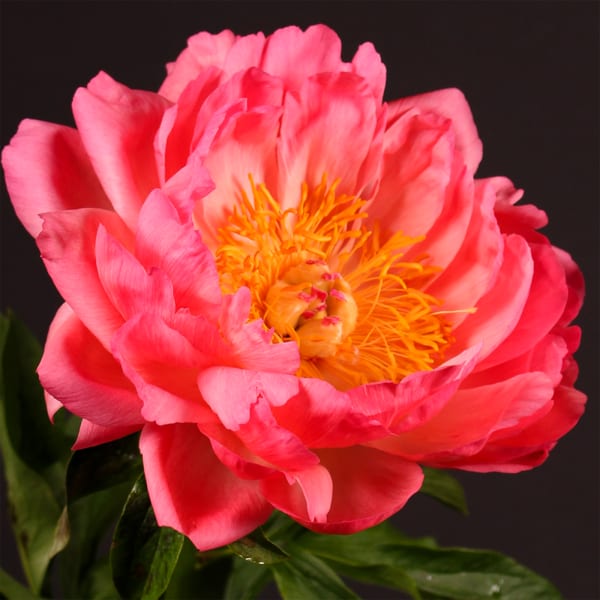 Peonies Coral Sunset (Bunch of 10)