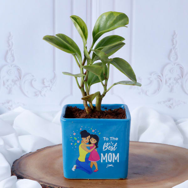 Peperomia Plant In Best Mom Blue Ceramic Planter