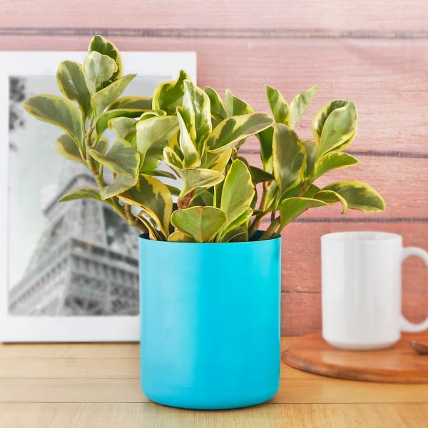 Peperomia Plant in Cylindrical Blue Pot