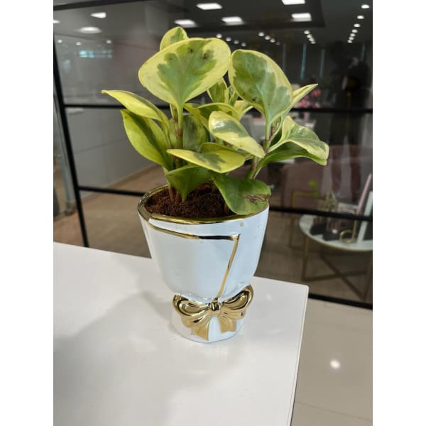Pepromia Plant With White With Golden Bow Vase
