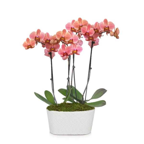 Perfect Peach Orchid Plant