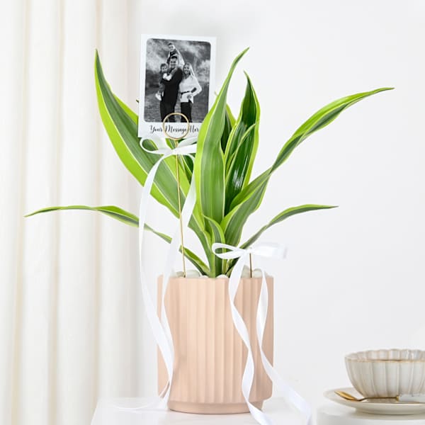 Personalized Dracaena Lime With Fridge Magnet Combo