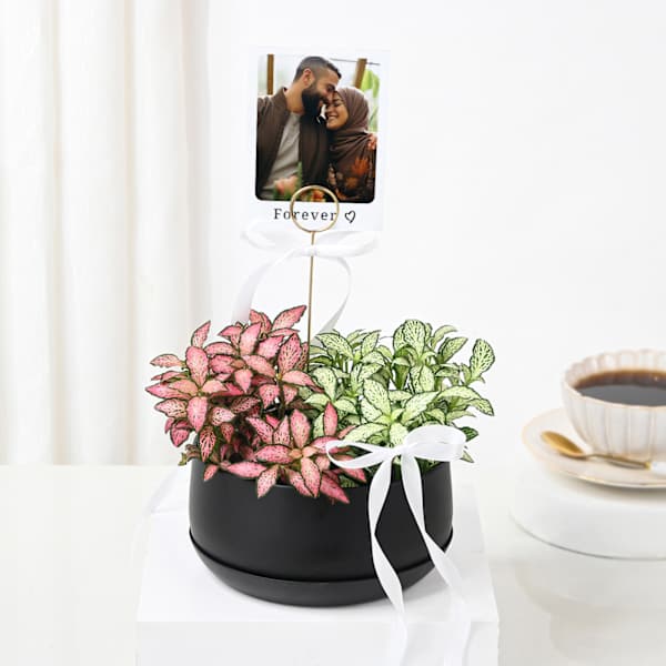 Personalized Fittonia Oasis And Fridge Magnet Combo