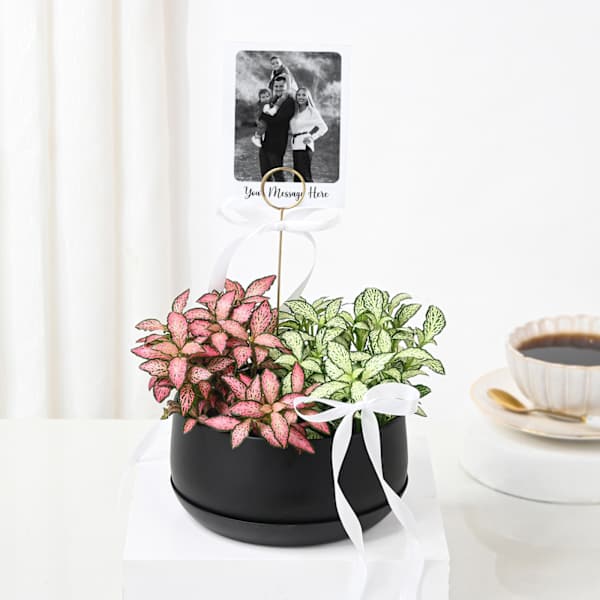 Personalized Fittonia Plant Duo And Fridge Magnet
