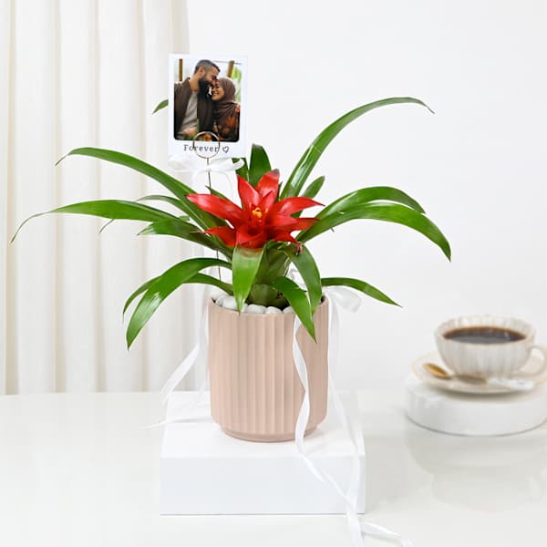 Personalized Fridge Magnet And Striking Red Guzmania Planter