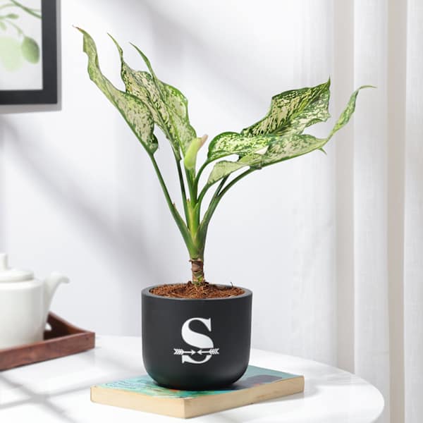 Personalized Midnight Clay Pot With Aglaonema Plant