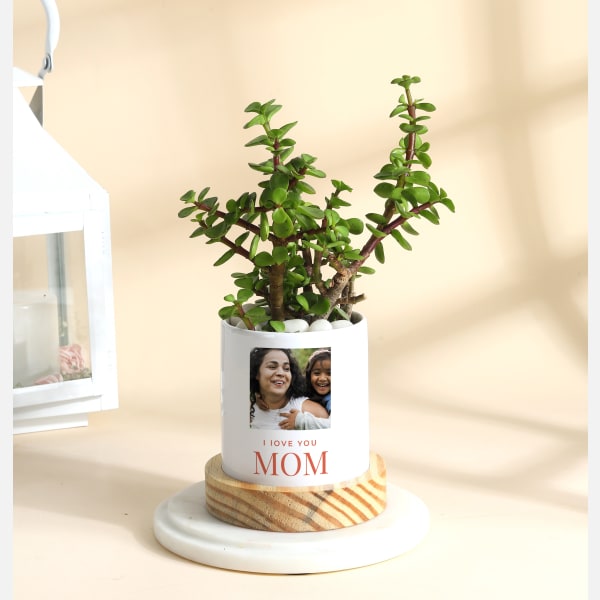Personalized Mother's Day Jade Plant With Ceramic Planter