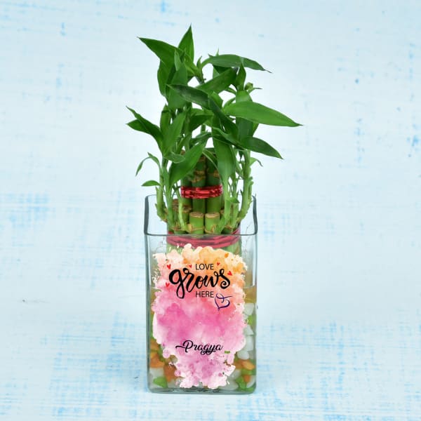 Personalized Two Layer Lucky Bamboo In A Glass Vase Moderate