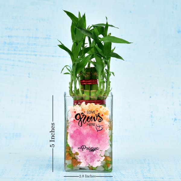 Personalized Two Layer Lucky Bamboo In A Glass Vase (Moderate Sunlight/Less Water)