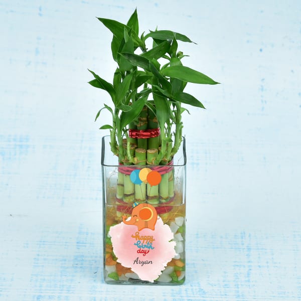 Personalized Two Layered Lucky Bamboo In Glass Vase For Birthday