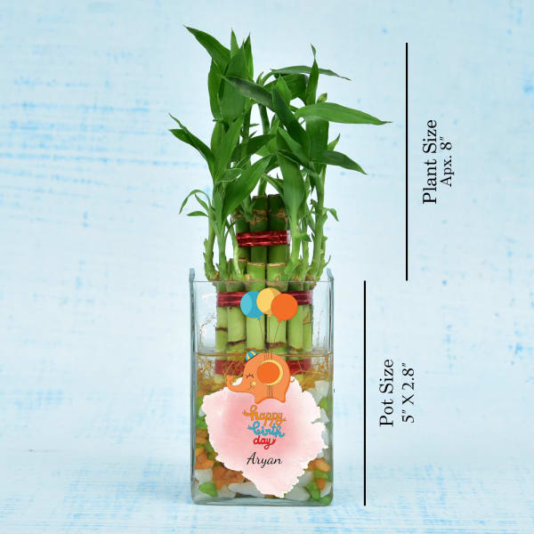 Personalized Two Layered Lucky Bamboo In Glass Vase for Birthday (Moderate Sunlight/Less Water)