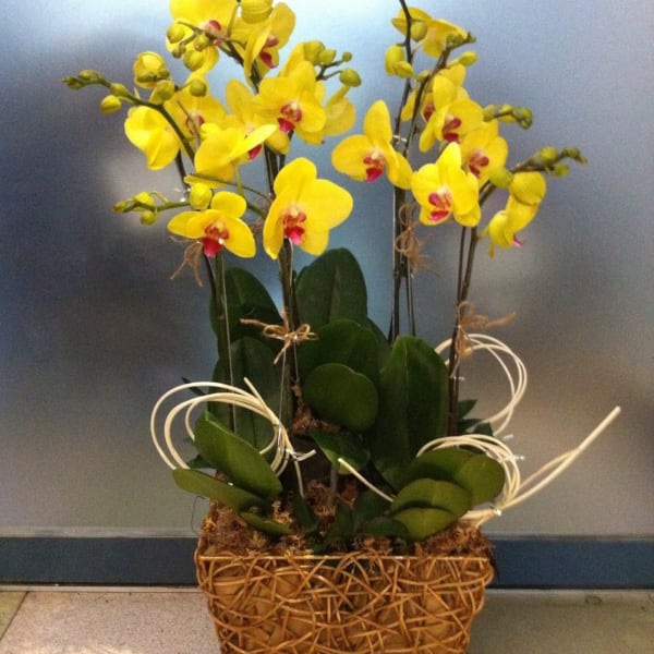 Phalaenopsis in plastic vase