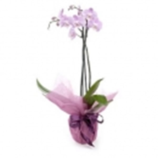 Phalaenopsis Orchid (Subject to availability)