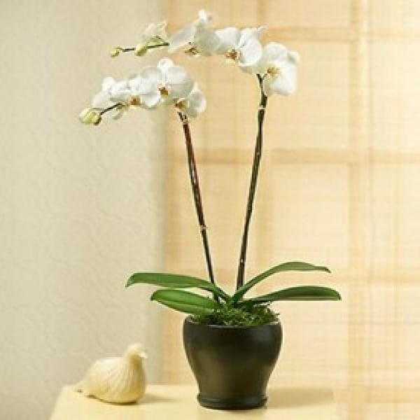 Buy/Send PHALEONOPSIS ORCHID PLANT IN POT WITH TWO STEMS Online IGP