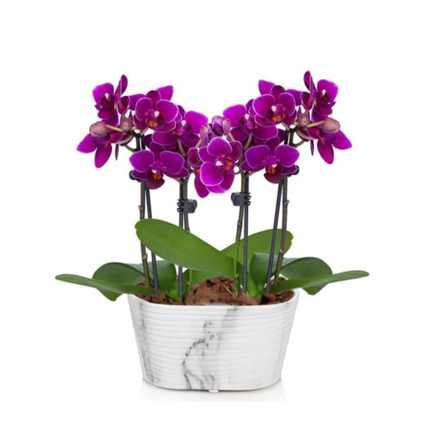 Picturesque Purple Mini Orchid