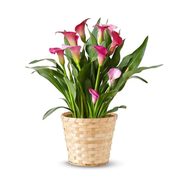 Pink Calla Lily Potted Plant