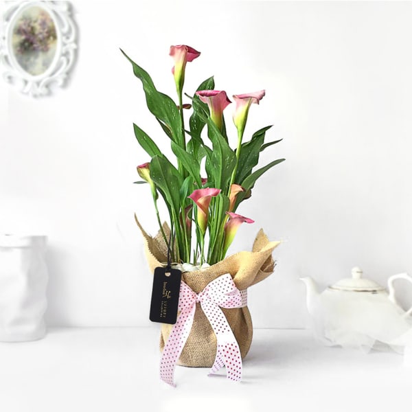 Pink Calla Lily Potted Plant Gift