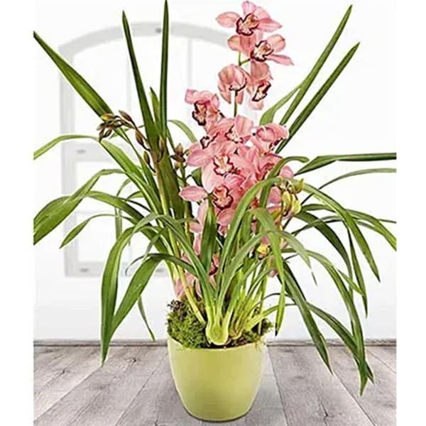 Pink Cymbidium Orchid Plant