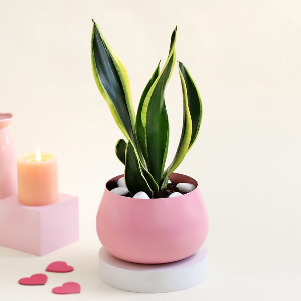 Pink Planter with Snake Plant