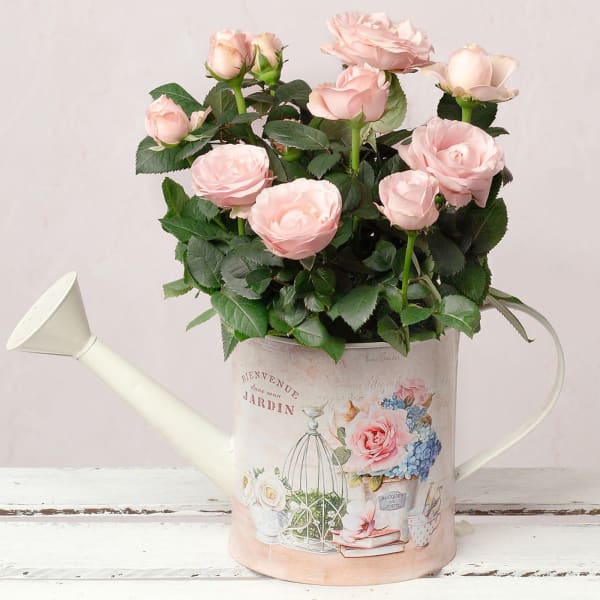 Pink Rose in Vintage Watering Can