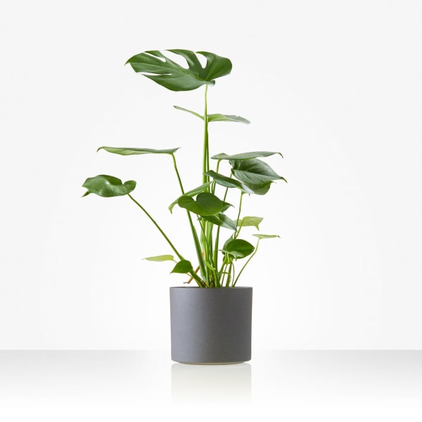 Plant: Monstera; including pot