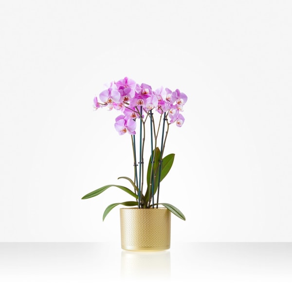 Plant: Orchid; incuding pot