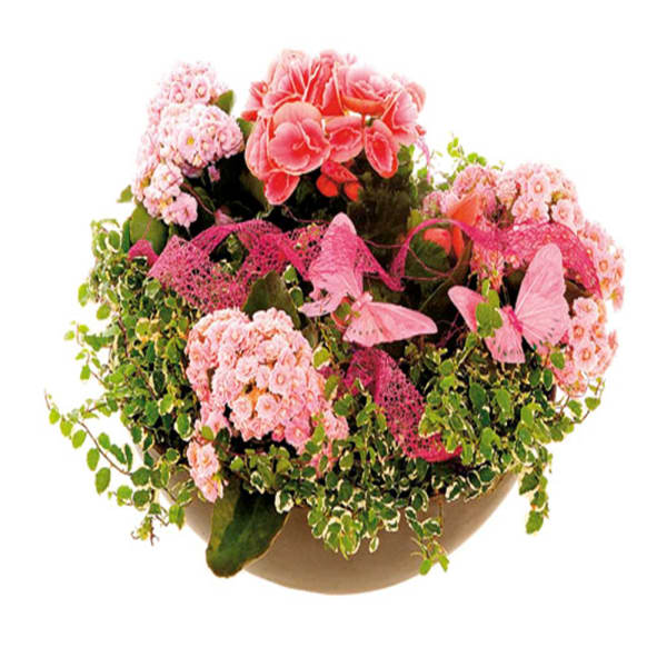 Planting in a low bowl, florist's choice
