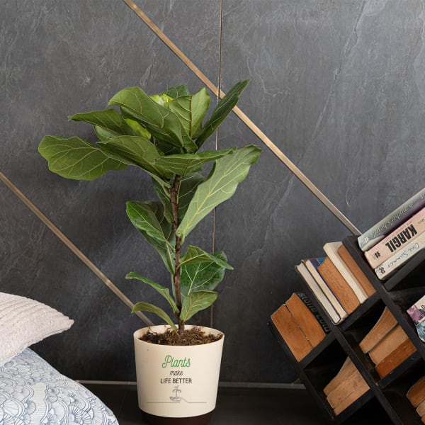 Plants Make Life Better Fiddle Leaf Fig Plant Customized with logo