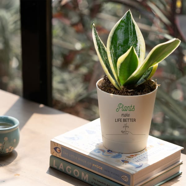 Plants Make Life Better Snake Plant - Golden Hahnii Customized with logo