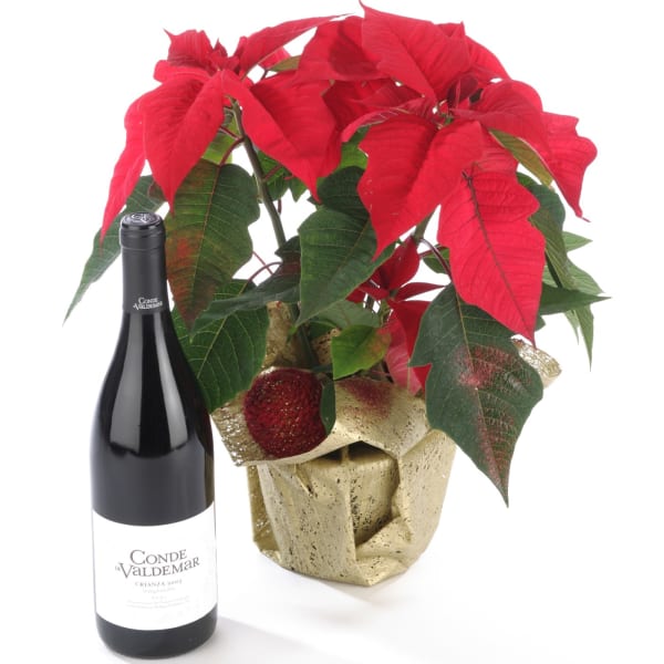 Poinsettia Plant and Red Wine
