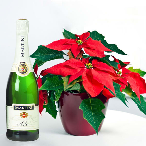 Poinsettia Plant and Sparkling Wine