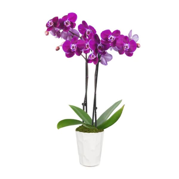 Posh Purple Orchid Plant