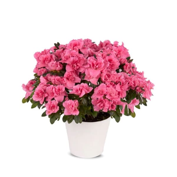 Pretty Pink Azalea House Plant