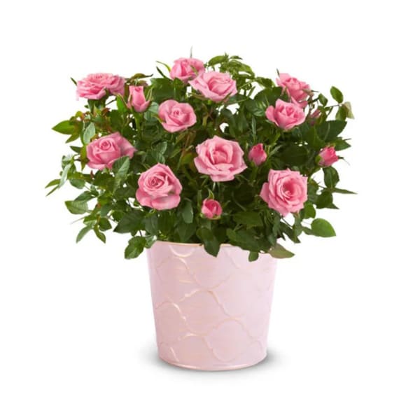 Pretty Pink Rose Plant