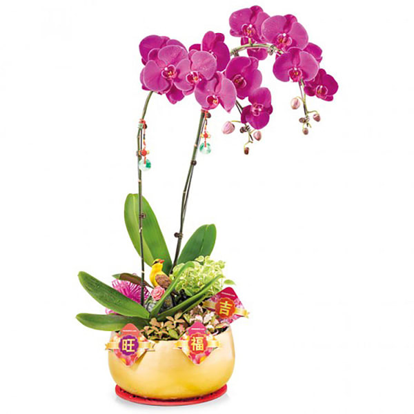 Prosperity Orchids