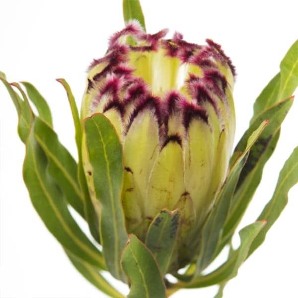 Protea Limelight (Bunch of 5)