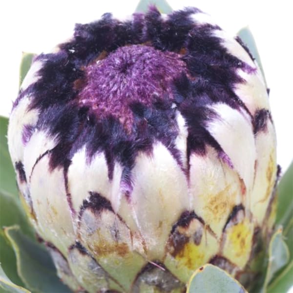 Protea Niobe (Bunch of 5)
