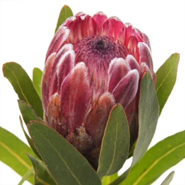 Protea Pink Ice (Bunch of 5)